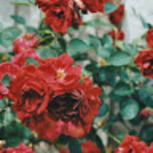 Meet your Posher, Maddie